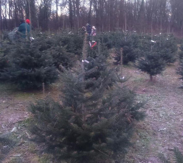 今年のクリスマスは森の中で？